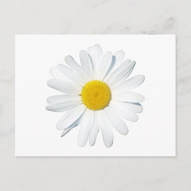Blumen | Single Daisy Postkarte (Vorderseite)