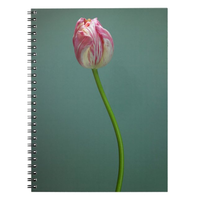 Blumen | Single Tulip Blume Notizblock (Vorderseite)