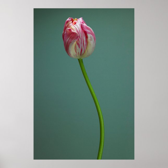 Blumen | Single Tulip Blume Poster (Vorne)