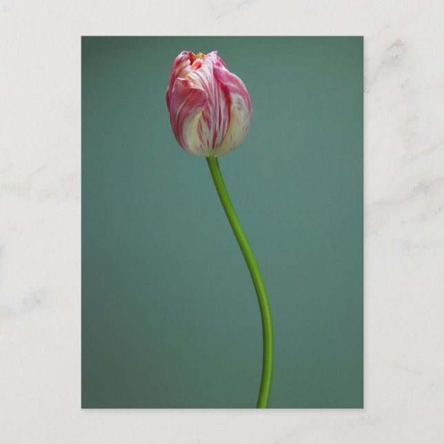 Blumen | Single Tulip Blume Postkarte (Vorderseite)