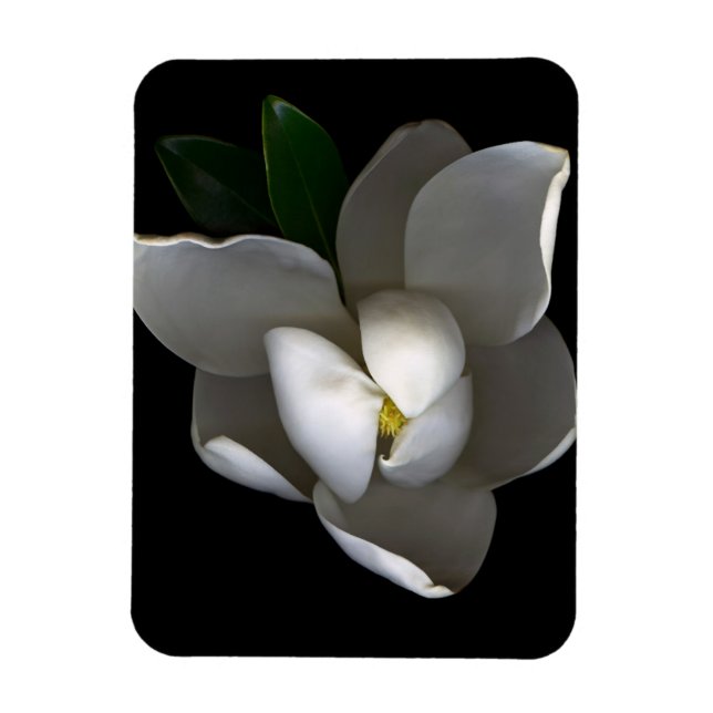 Blumen | Single White Magnolia Blossom Magnet (Vertikal)