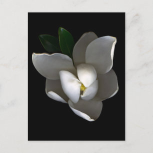 Blumen   Single White Magnolia Blossom Postkarte