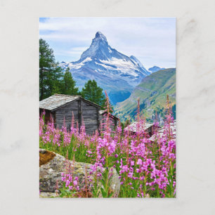 Blumen   Sommermatterhorn Schweiz Postkarte