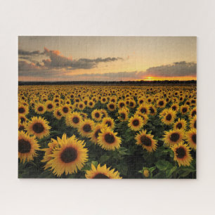 Blumen Sonnenblumenfeld Puzzle