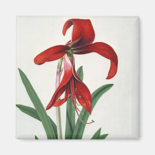 Blumen-Studie, Magnet