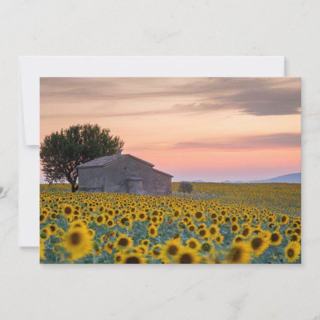 Blumen | Sunflower Field Provence, Frankreich Dankeskarte (Vorderseite)