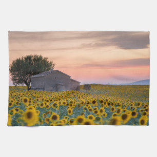 Blumen   Sunflower Field Provence, Frankreich Geschirrtuch