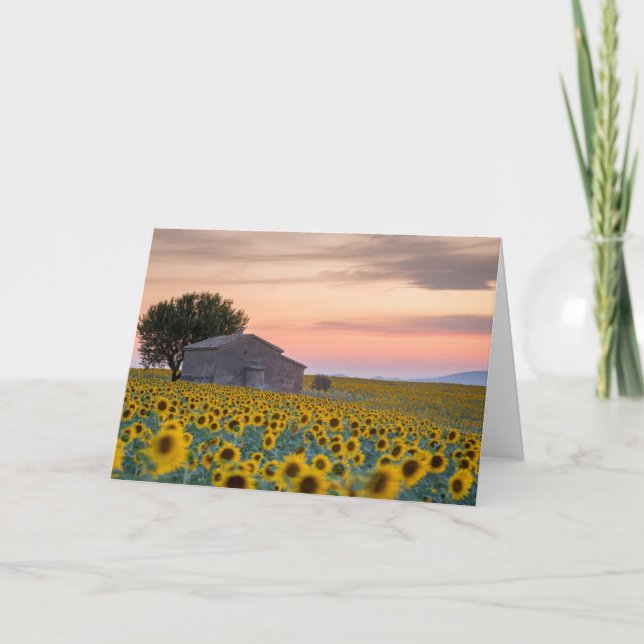 Blumen | Sunflower Field Provence, Frankreich Karte (Vorderseite)