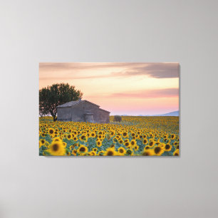 Blumen Sunflower Field Provence, Frankreich Leinwanddruck