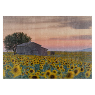Blumen   Sunflower Field Provence, Frankreich Schneidebrett