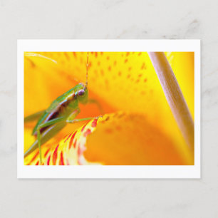 Blumen-Surfer Postkarte