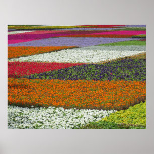 Blumen Teppich Poster