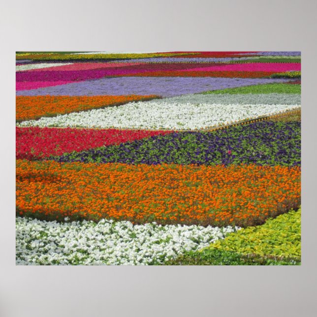 Blumen Teppich Poster (Vorne)