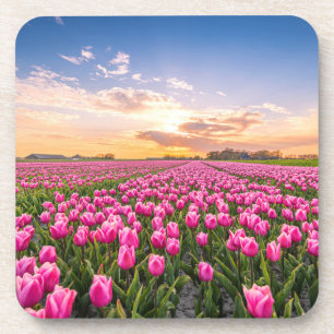 Blumen   Tulips South Holland, Niederlande Getränkeuntersetzer