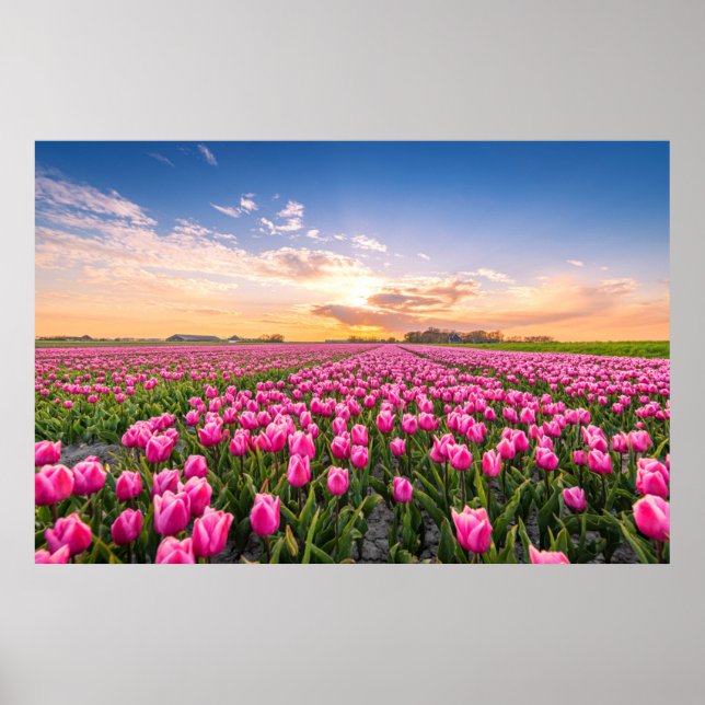 Blumen | Tulips South Holland, Niederlande Poster (Vorne)