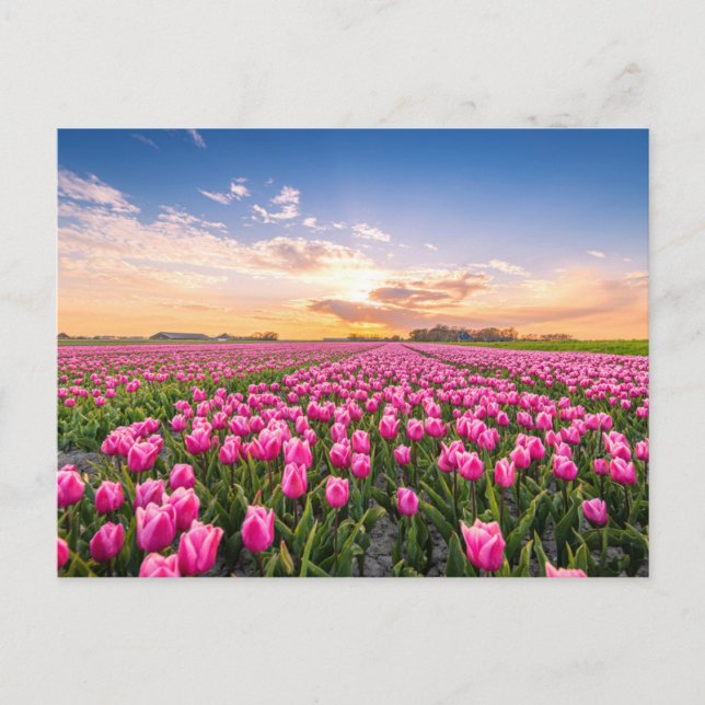 Blumen | Tulips South Holland, Niederlande Postkarte (Vorderseite)
