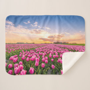 Blumen Tulips South Holland, Niederlande Sherpadecke