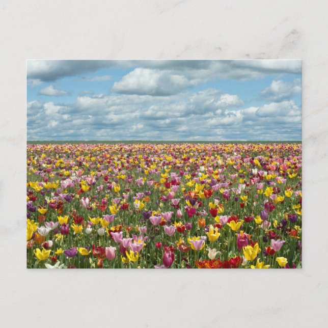 Blumen | Tulips Willamette Valley Oregon Postkarte (Vorderseite)