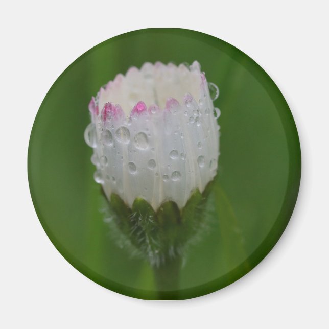 Blumen und Wassertropfen Magnet (Vorne)