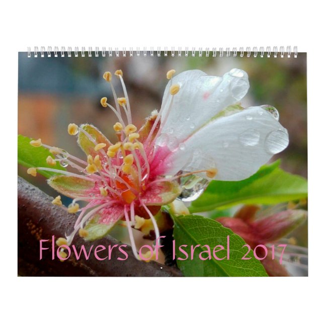 Blumen von Israel: Kalender 2017 (Titelbild)