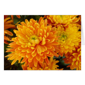 Blumen von Longwood Garten