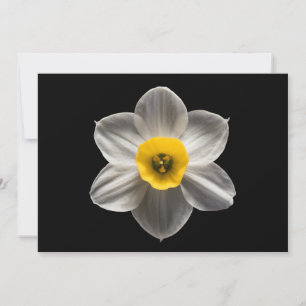 Blumen Weiße affodische Blume Dankeskarte