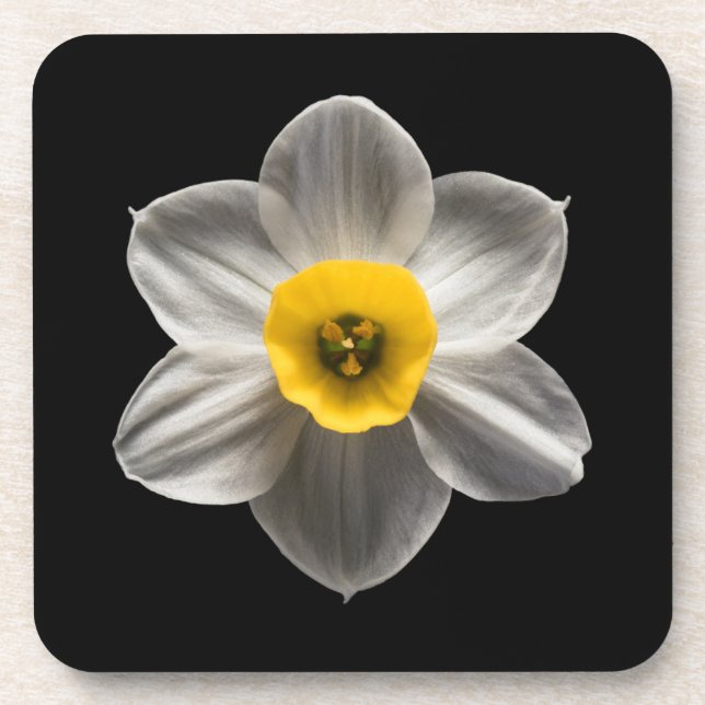 Blumen | Weiße affodische Blume Getränkeuntersetzer (Vorderseite)