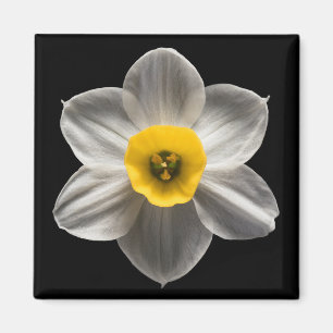 Blumen Weiße affodische Blume Magnet