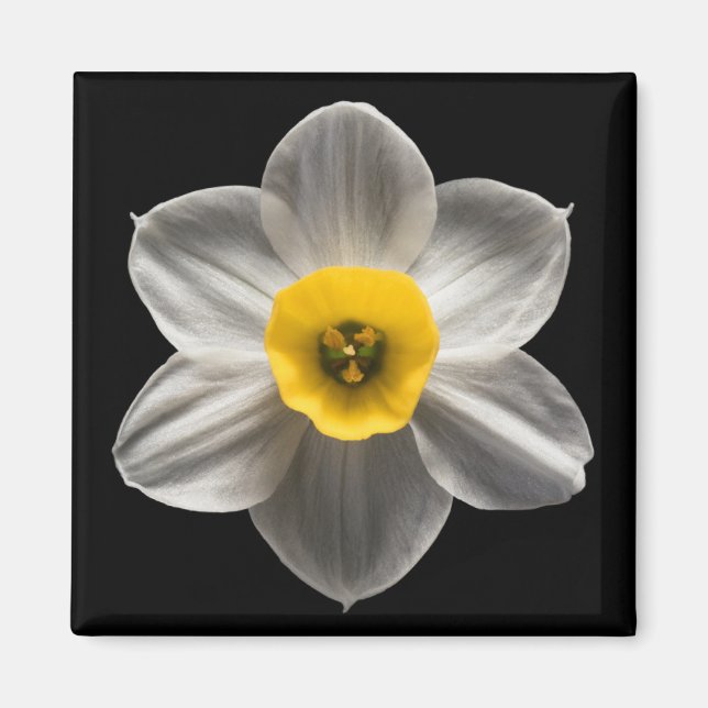 Blumen | Weiße affodische Blume Magnet (Vorne)