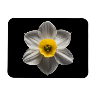 Blumen Weiße affodische Blume Magnet
