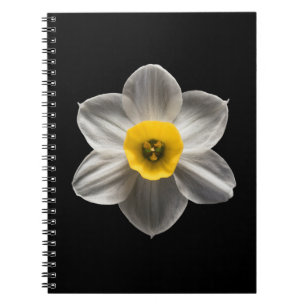 Blumen Weiße affodische Blume Notizblock