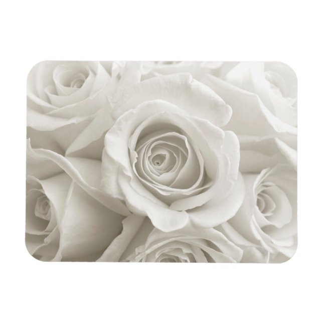 Blumen | Weiße Rosen Magnet (Horizontal)