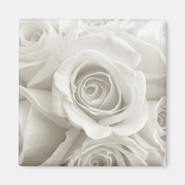 Blumen | Weiße Rosen Magnet (Vorne)