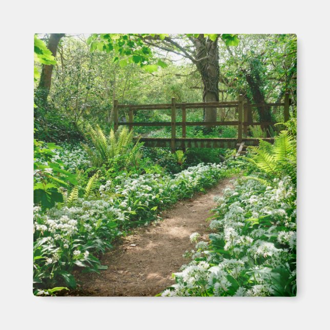 Blumen | Weiße Wildblumen im Wald Magnet (Vorne)