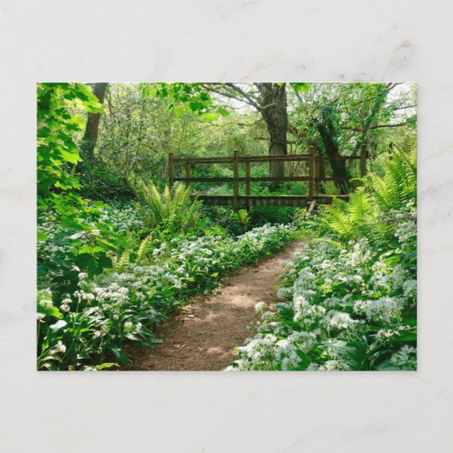 Blumen | Weiße Wildblumen im Wald Postkarte (Vorderseite)