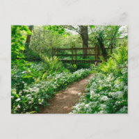 Blumen | Weiße Wildblumen im Wald