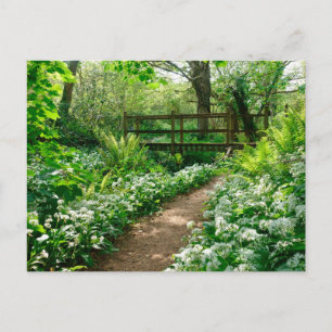 Blumen Weiße Wildblumen im Wald Postkarte