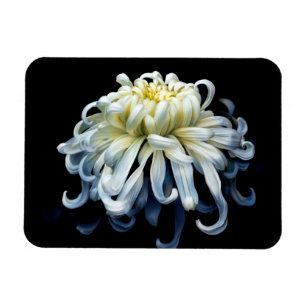 Blumen   Weißer Chrysanthemum Magnet