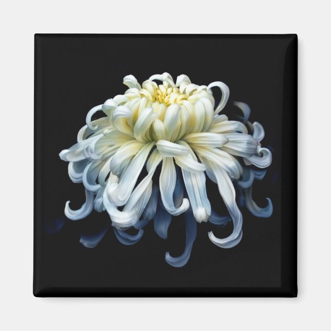 Blumen | Weißer Chrysanthemum Magnet (Vorne)