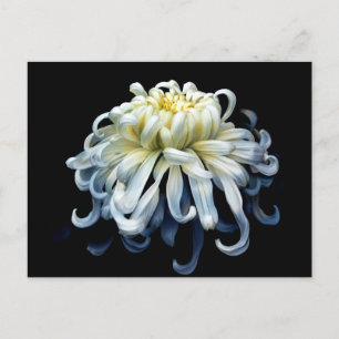 Blumen   Weißer Chrysanthemum Postkarte