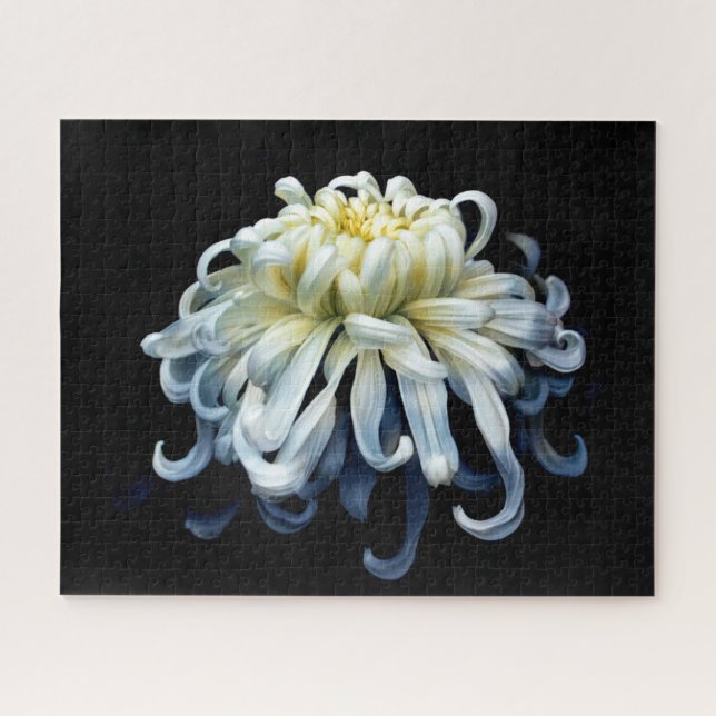 Blumen | Weißer Chrysanthemum Puzzle (Horizontal)
