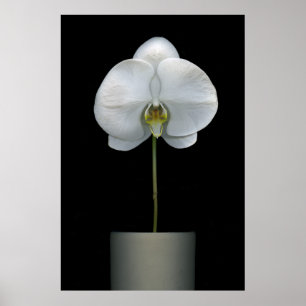 Blumen   Weißorchid-Blume Poster