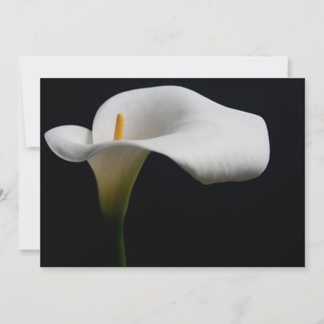 Blumen | White Calla Lily Dankeskarte (Vorderseite)