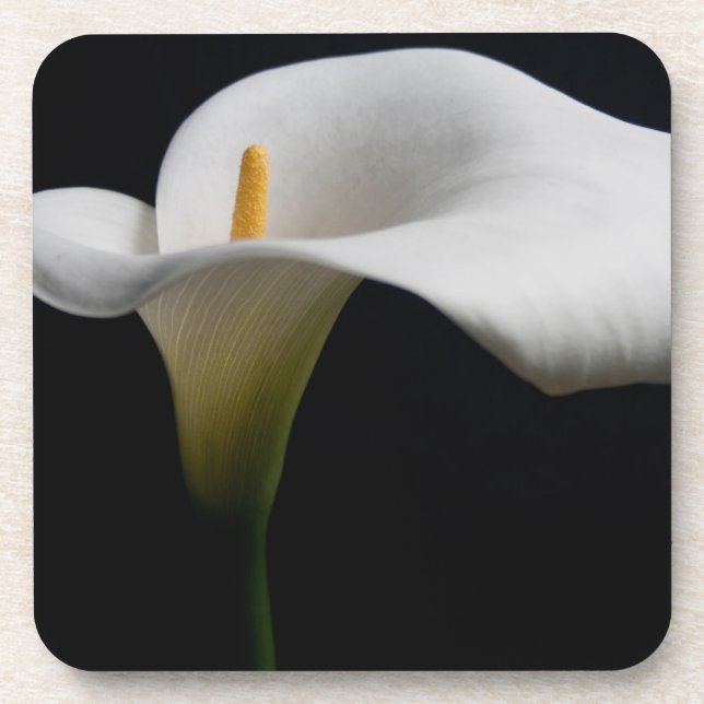 Blumen | White Calla Lily Getränkeuntersetzer (Vorderseite)