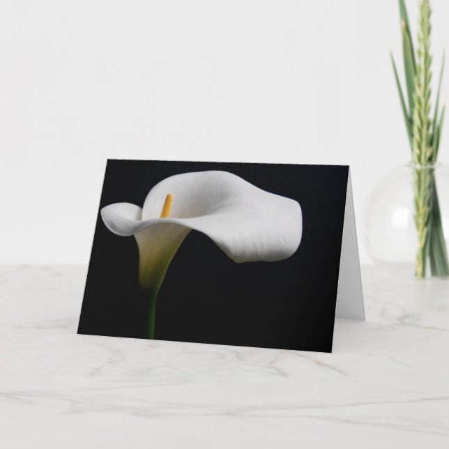 Blumen | White Calla Lily Karte (Vorderseite)