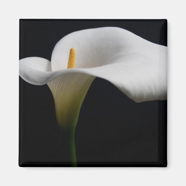 Blumen | White Calla Lily Magnet (Vorne)