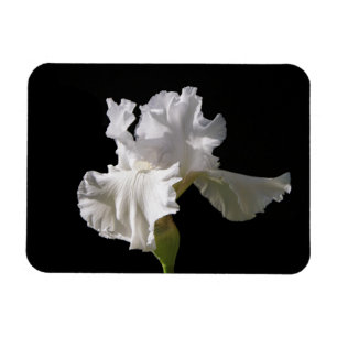 Blumen   White Iris Magnet