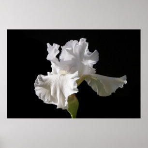 Blumen   White Iris Poster