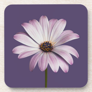 Blumen White & Lila Daisy Getränkeuntersetzer