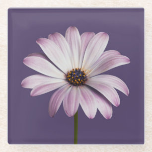 Blumen White & Lila Daisy Glasuntersetzer